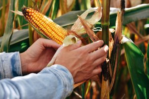 Baixa nas exportações e fraqueza do trigo pressionam cotações do milho em Chicago