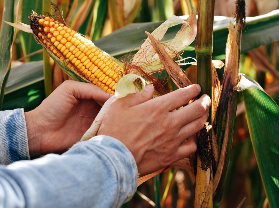 Baixa nas exportações e fraqueza do trigo pressionam cotações do milho em Chicago