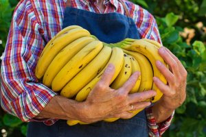 Banana/Cepea: Como foi o cenário de exportação brasileira no ano de 2025?