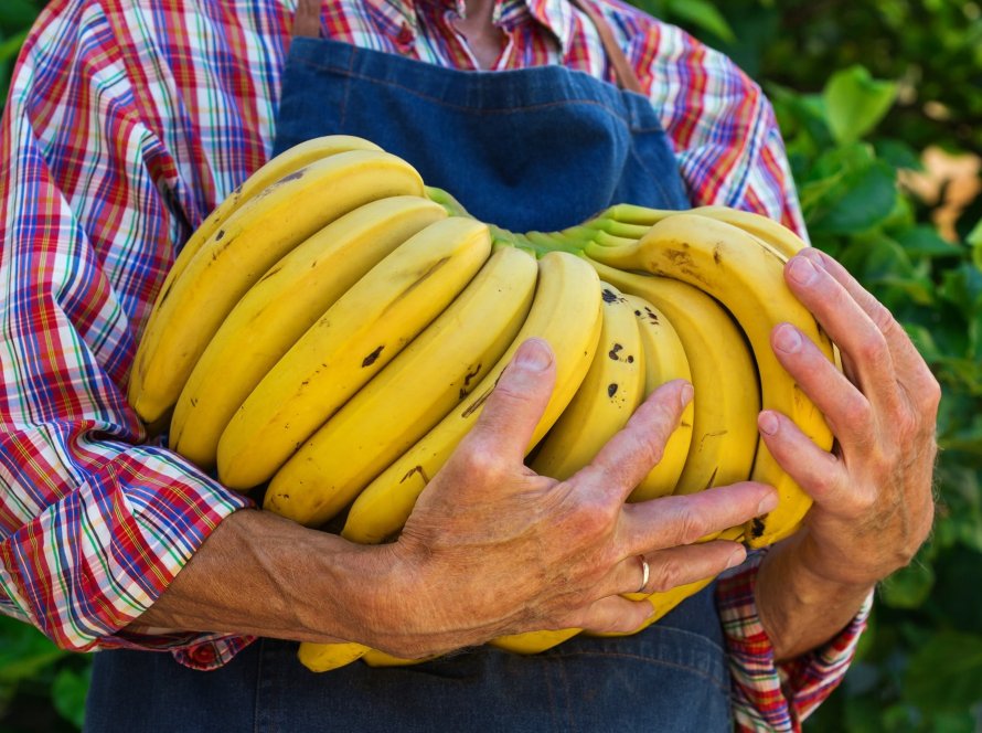 Banana/Cepea: Como foi o cenário de exportação brasileira no ano de 2025?