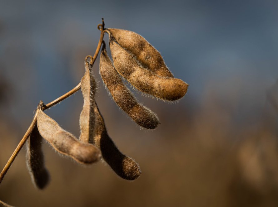 Bunge alcança um marco significativo ao se tornar a primeira esmagadora a certificar a soja para biocombustível para aviação