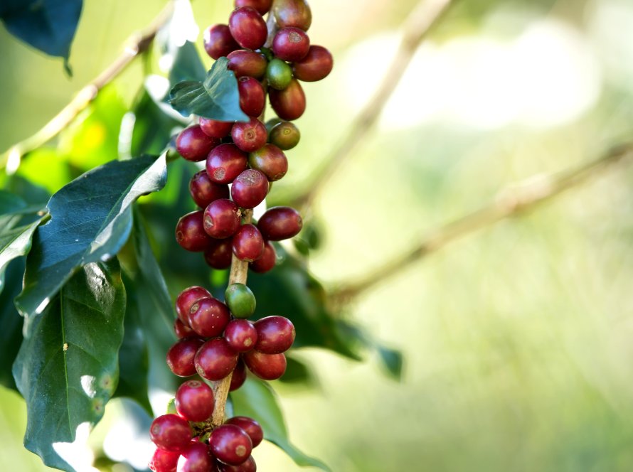 Café: Queda nas exportações brasileiras consolida alta nos futuros de NY no fechamento desta 4ª feira (10)