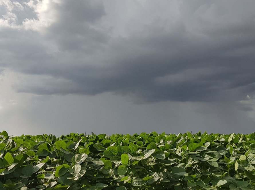 Chuvas vão se regularizar para soja do Brasil, riscos climáticos diminuem, diz Nottus