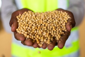 Dólar dispara e pesa forte sobre a soja de Chicago nesta 6ª, e tem impacto limitado nos preços do BR