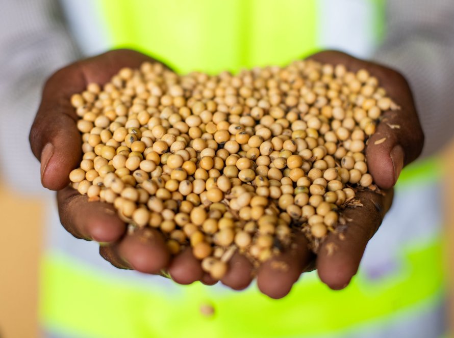 Dólar dispara e pesa forte sobre a soja de Chicago nesta 6ª, e tem impacto limitado nos preços do BR