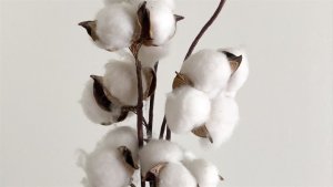 Exportação de algodão deve crescer 10% na safra 2025/26