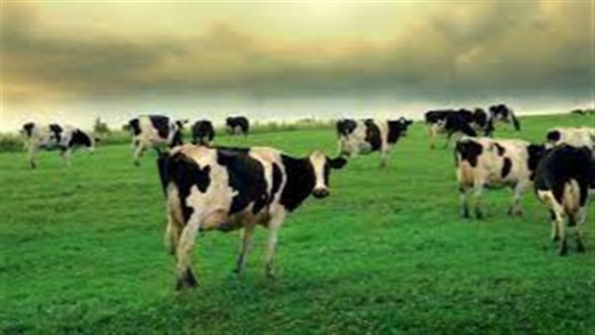 Exportações à China serão importantes para equilibrar oferta de boi