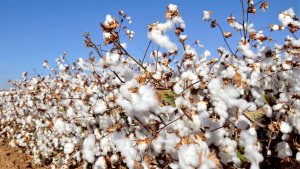 Exportações de algodão crescem e retomam ritmo