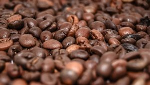 Exportações de café caem 21,7% em volume, mas receita cresce com preços elevados