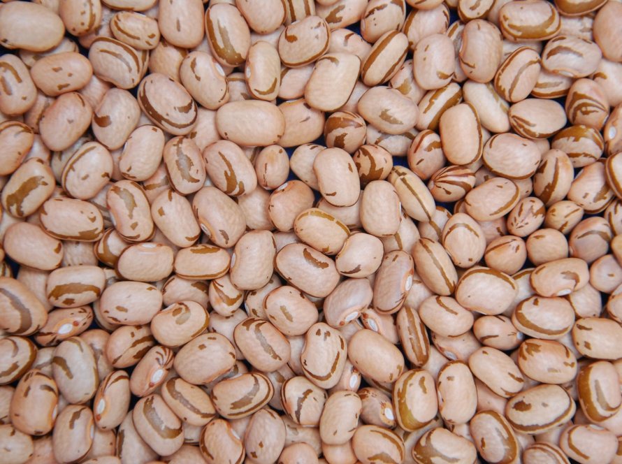 Exportações de feijão batem recorde anual, enquanto mercado interno mantém ritmo lento, aponta indicador Cepea/CNA