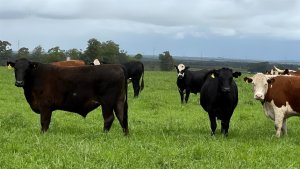 Exportações firmes garantem fôlego ao mercado de boi