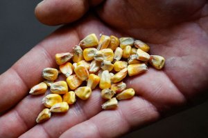 Influenciado pela soja, milho segue recuando em Chicago nesta segunda-feira