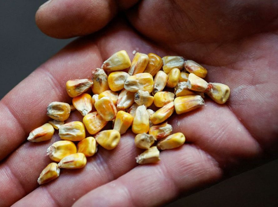 Influenciado pela soja, milho segue recuando em Chicago nesta segunda-feira