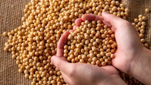 MT: Demanda chinesa aquece exportações de soja
