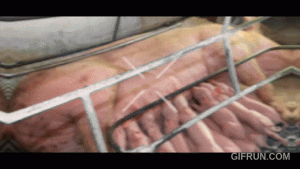 Mato Grosso do Sul: como o estado se tornou a bola da vez do agro brasileiro