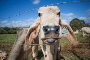 Menor oferta de gado e exportações elevadas sustentam expectativa de preços mais firmes em 2026