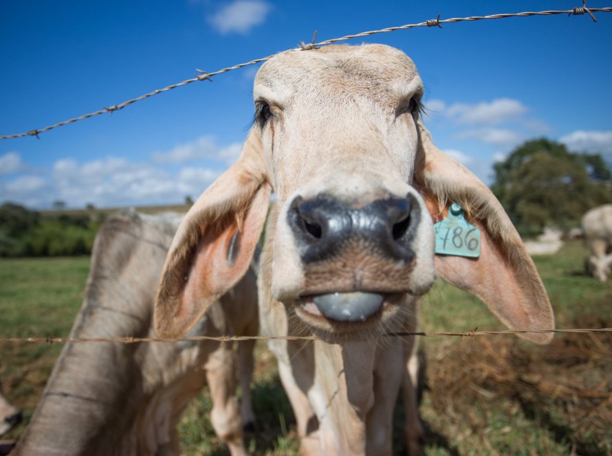 Menor oferta de gado e exportações elevadas sustentam expectativa de preços mais firmes em 2026