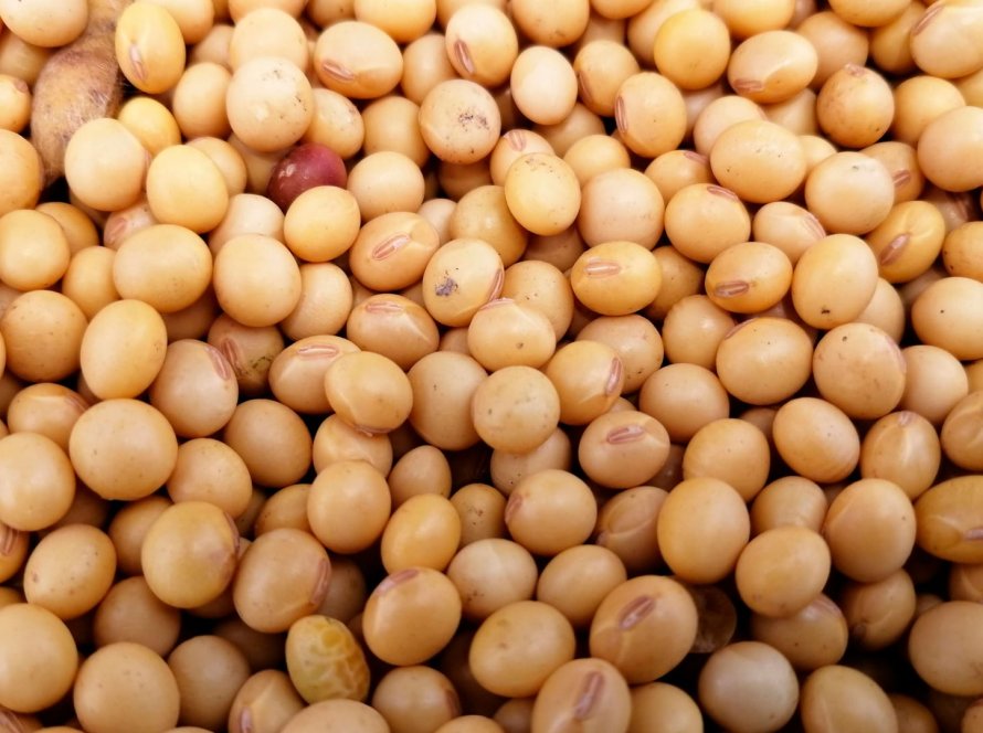 Mesmo com novas compras da China, soja fecha terça-feira com desvalorização em Chicago