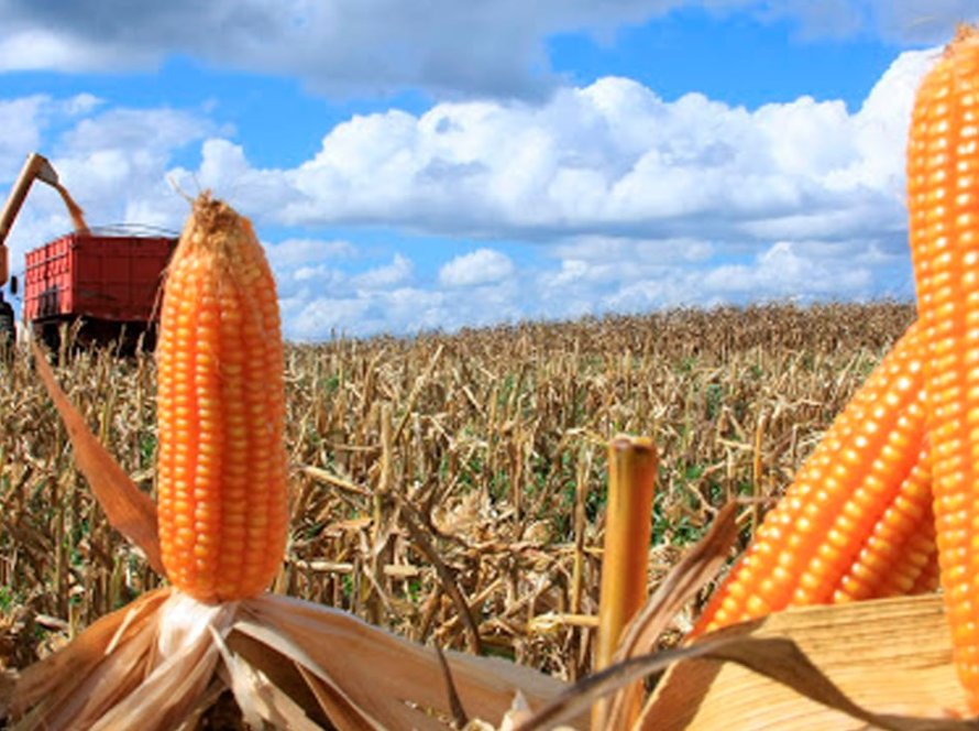 Milho segue a soja e abre a sexta-feira recuando em Chicago