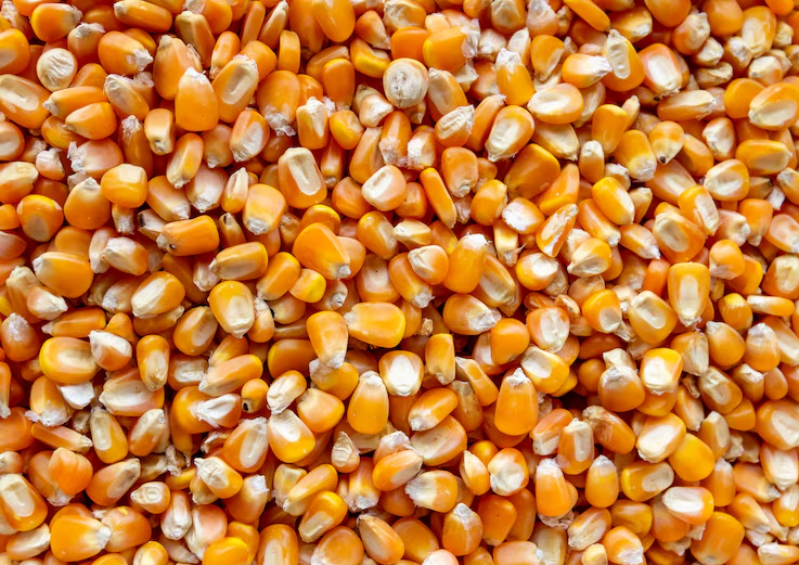 Milho tem leves baixas em Chicago nesta 2ª, acompanhando perdas da soja e do trigo