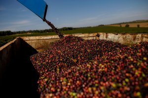 Preço médio das exportações de café não torrado dispara 46% em novembro/25 frente ao mesmo período do ano passado
