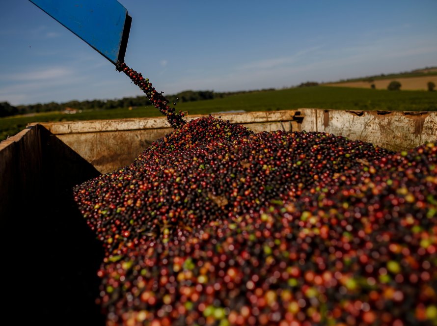 Preço médio das exportações de café não torrado dispara 46% em novembro/25 frente ao mesmo período do ano passado