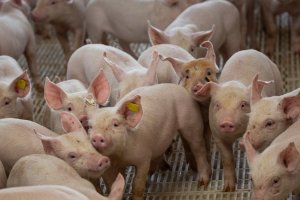 Produtores de suínos de MT discutem custos da ração, exportações recordes e consumo interno