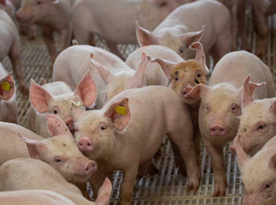 Produtores de suínos de MT discutem custos da ração, exportações recordes e consumo interno