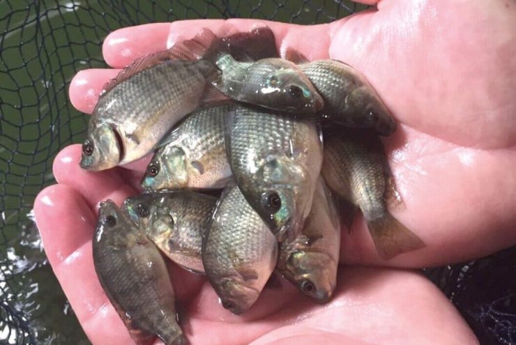 Projeto Piscicultura Mais Vida inicia entregas de alevinos para famílias rurais no Mato Grosso