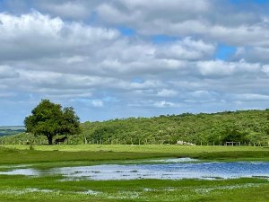 Retorno das chuvas muda estratégia no campo nativo e exige ajustes no pasto