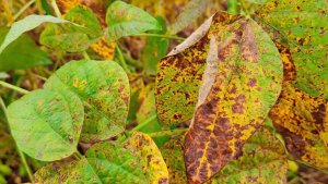 Safra 2025/26 de soja registra avanço precoce da cercospora