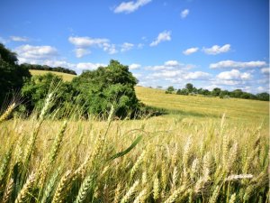 Safra de inverno em Santa Catarina termina com retração do trigo e avanço de aveia e cevada