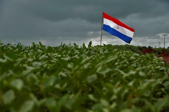 Safra de soja do Paraguai deve alcançar 10,5 milhões de toneladas após desafios climáticos
