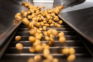 Sementes não certificadas avançam no Brasil e geram perdas expressivas e desafios à cadeia da soja