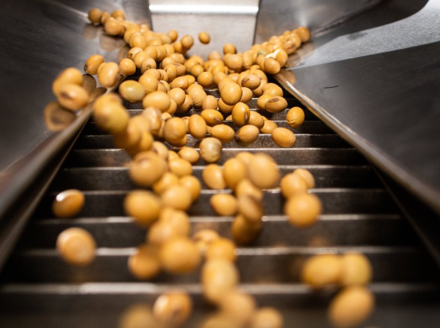 Sementes não certificadas avançam no Brasil e geram perdas expressivas e desafios à cadeia da soja