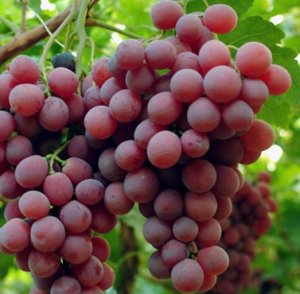 Setor de hortifrutis projeta retomada das exportações brasileiras aos EUA com o fim do tarifaço