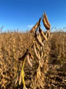 Soja fecha de lado em Chicago e sobe onde ainda há negócios no Brasil frente ao dólar alto