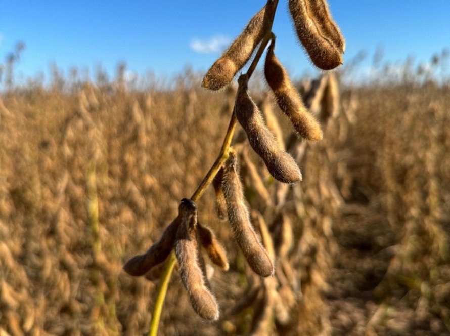 Soja fecha de lado em Chicago e sobe onde ainda há negócios no Brasil frente ao dólar alto