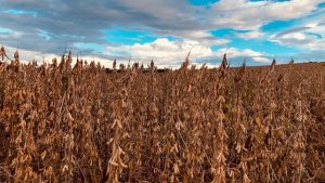 A pressão sobre os preços esteve ligada à realidade dos números de exportação