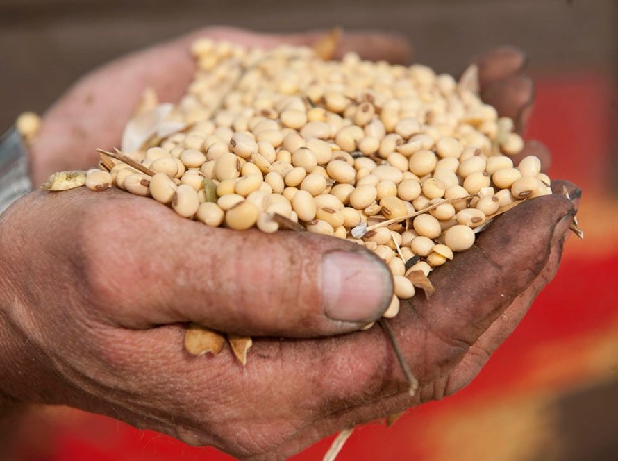 Soja segue ainda lateralizada na CBOT nesta tarde de 3ª, com suporte do farelo