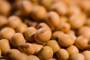 Soja segue em alta na CBOT, mas ameniza ganhos na tarde desta 2ª feira