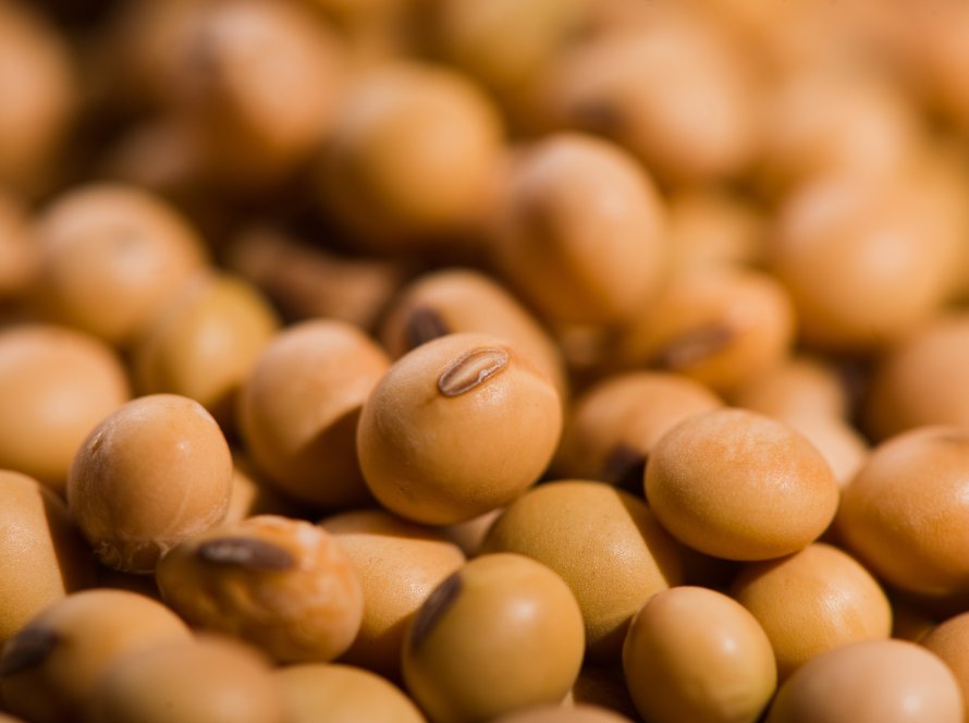 Soja segue em alta na CBOT, mas ameniza ganhos na tarde desta 2ª feira