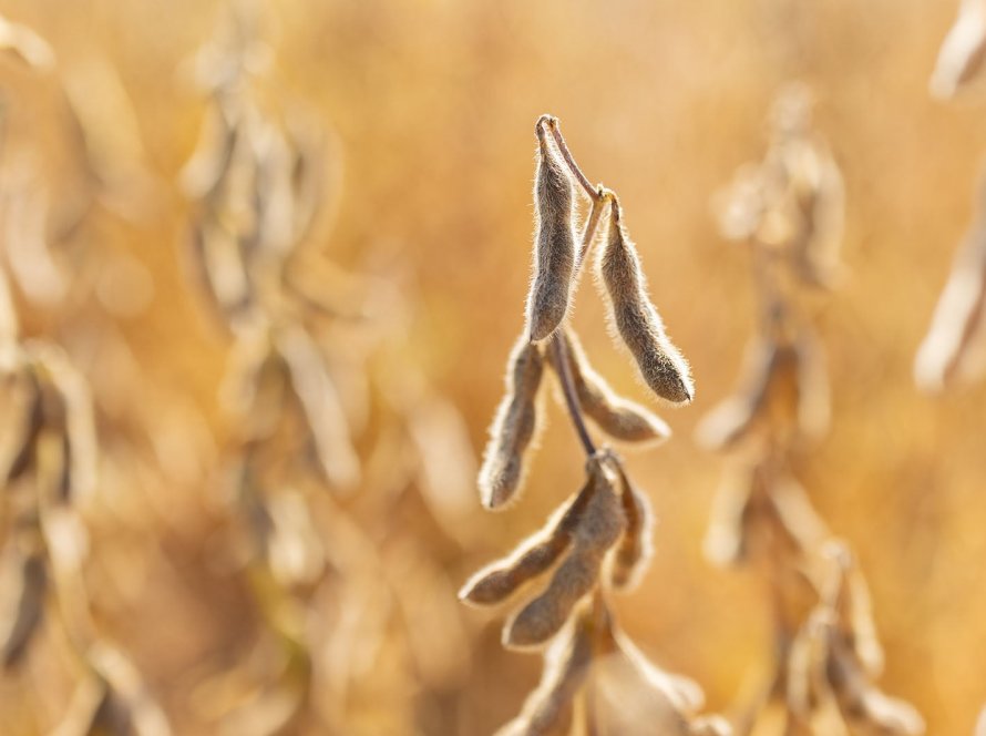 Soja segue lateralizada em Chicago nesta 6ª feira e ainda espera por novidades e pelo novo USDA