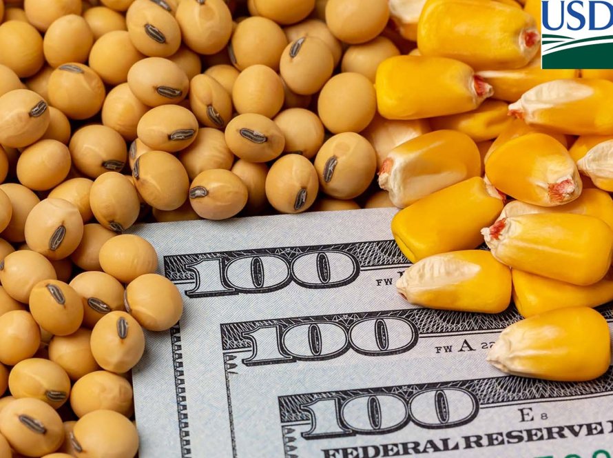 USDA reduz estoques finais de milho dos EUA e mantém os de soja nesta 3ª feira (9)