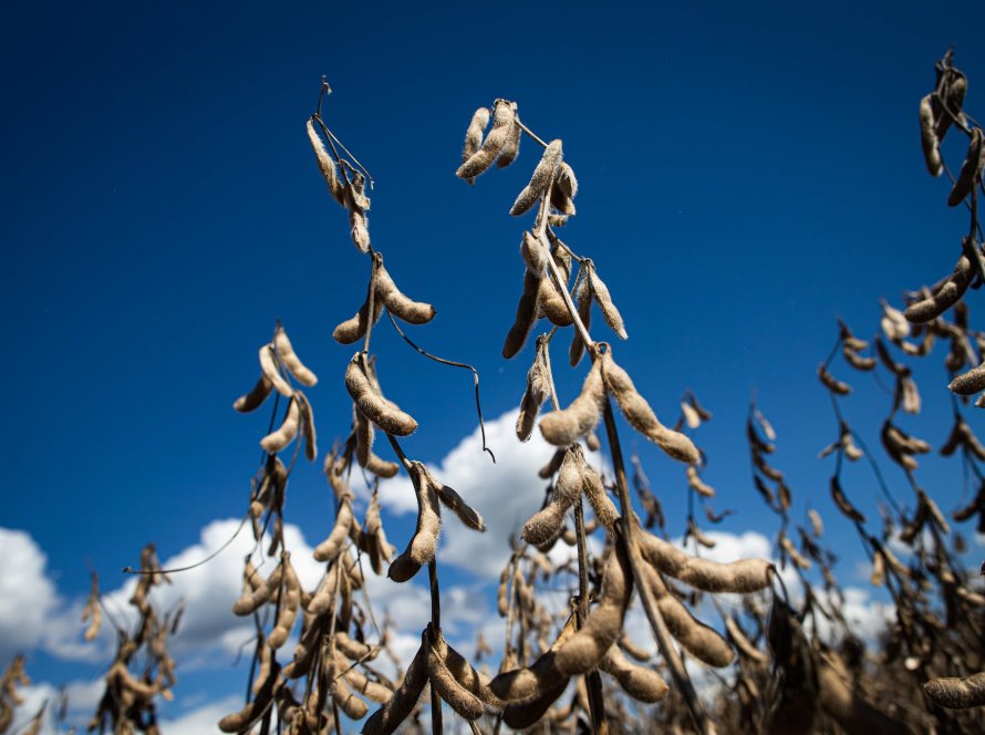 Visita técnica ao CTECNO Araguaia mostrará resultados de pesquisas desenvolvidas para a soja