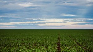 AGU pede que STF prorrogue suspensão de lei do MT sobre Moratória da Soja