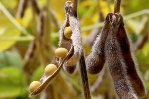 Adapar amplia prazo de plantio da soja para produtores de sementes no Paraná