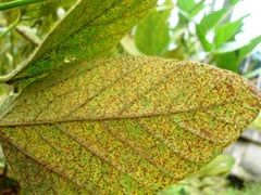 Aiba: Identificada primeira ocorrência de Ferrugem Asiática na safra 2025/26 de soja da Bahia