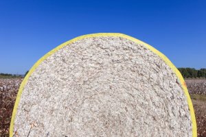 Anea ressalta eficiência em logística e promoção  no recorde de exportações do algodão brasileiro, em 2025