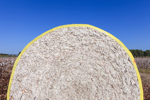 Anea ressalta eficiência em logística e promoção  no recorde de exportações do algodão brasileiro, em 2025